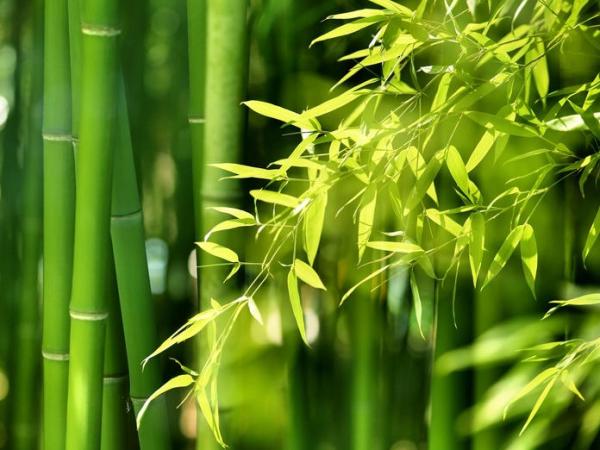 Ce que je crois devient ma réalité! – La femme qui voulait être heureuse – Je le pense donc je le suis!